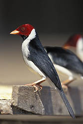 Yellow-billed Cardinal