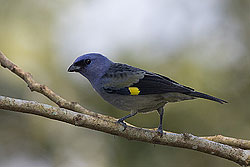 Blue-grey Tanager