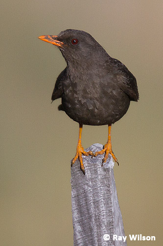 Great Thrush Turdus Fuscater