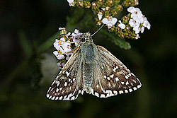 Grizzled Skipper(Pyrgus malvae)