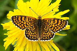 Glanville Fritillary (Melitaea cinxia)