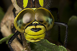 odonata