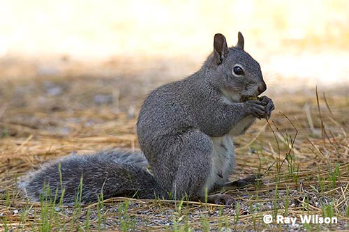 Western Grey Squirrel