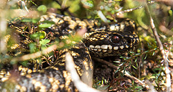 bimini island racer snake