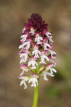 Burnt Orchid (Orchis ustulata)