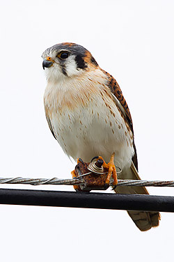 American Kestrel