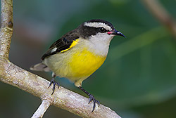 Bananaquit