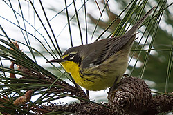 Bahama Warbler