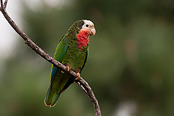 Bahama Parrot