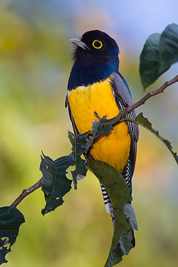 Yellow-throated Warbler