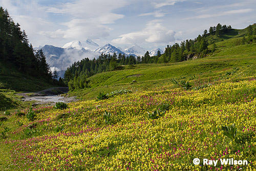 Alpine meadow in early July
