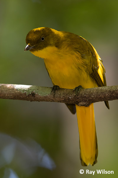 Golden Bowerbird