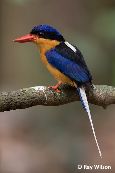 Buff-breasted Paradise-kingfisher