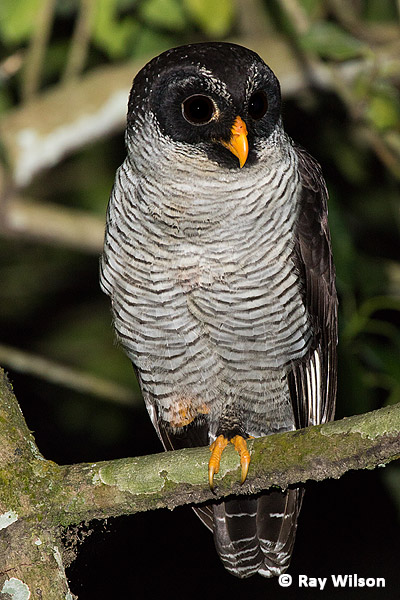 Black-and-white Owl