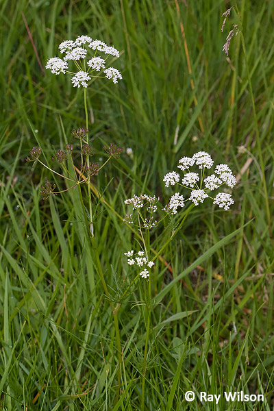 Fichier:Conopodium majus7.jpg - Wikipédia