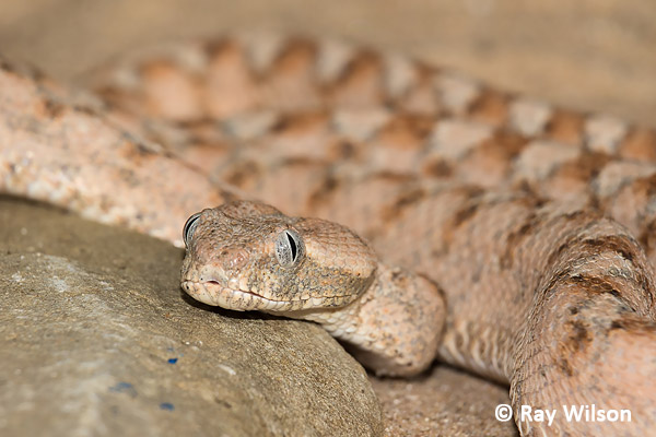 The Rhinoceros viper (Bitis nasicornis)  Exotic birds, Wild birds,  Beautiful birds