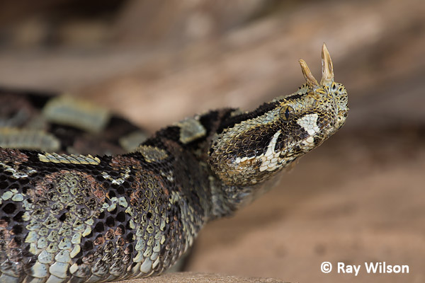 The Rhinoceros viper (Bitis nasicornis)  Exotic birds, Wild birds,  Beautiful birds