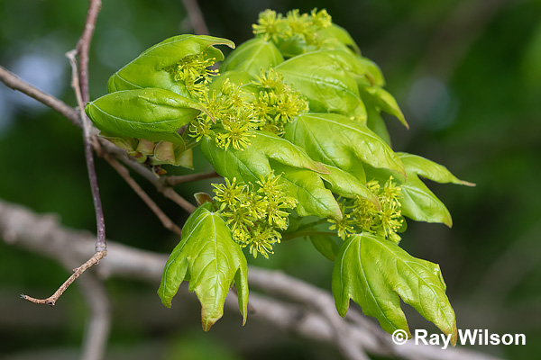 Field Maple Acer Campestre